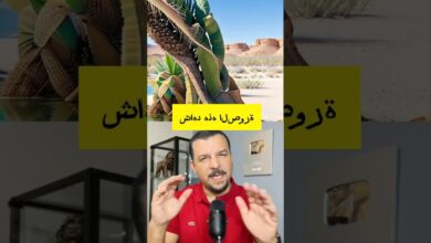 تقنية المعلومات